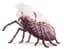 Giant Spider