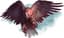 Hawk