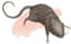 Swarm of Rats